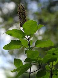 Image result for Hymenodictyon parvifolium