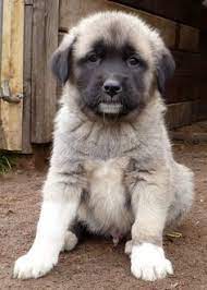 60 x 43,5 x 55 cm bei interesse rufen sie uns gerne an. 15 Kangal Hund Ideen Kangal Hund Hunde Rassen Hunderasse