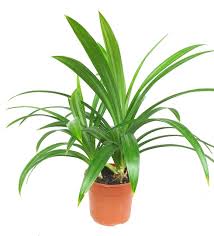 Image result for Pandanus