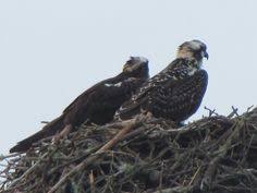 17 Best Osprey Cape Cod Images In 2014 Cod Cod Fish Nest