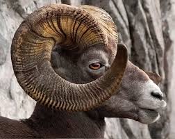 Here are links to a number of vendors who sell equipment, gear and more: Rocky Mountain Bighorn Sheep Full Curl On Its Magnificent Horns Bing Photo Big Horn Sheep Animals Pet Birds
