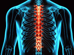 They are attached to the spine in the back. The Anatomy Of The Thoracic Spine