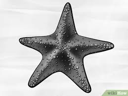 Draw a small circle for the eye at the top of the head towards the snout. How To Draw A Starfish 6 Steps With Pictures Wikihow