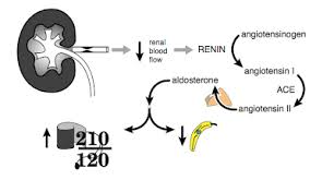 Image result for Aldosterone