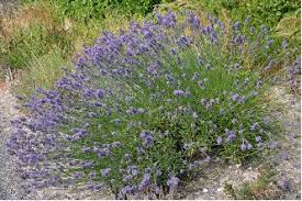 Giant Lavender Plants Lavender X Intermedia Hidcote Giant A Cross Between English And Lavender Plant How To Preserve Flowers Lavender