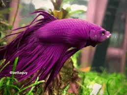 This is a beautiful fish can be kept in small bowl. Betta Fish Gif Betta Fish Yawn Discover Share Gifs