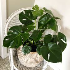 We did not find results for: 10 Unique Plant Decorating Ideas For Your Home My Tasteful Space