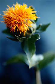 Hsf Orange Safflowerseedslovely Edible Herb Etsy In 2021 Small Backyard Gardens Backyard Garden Landscape Backyard Garden