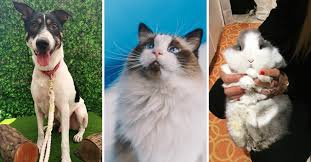 14 Places To Adopt Dogs Cats Rabbits Waiting For A Forever Home In Singapore