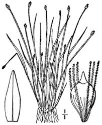 Image result for Pycreus macrostachyus