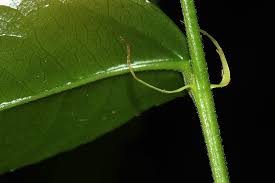 Image result for Drypetes arguta