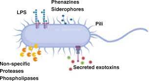What diseases are caused by pseudomonas aeruginosa? Phenazines As Potential Biomarkers Of Pseudomonas Aeruginosa Infections Synthesis Regulation Pathogenesis And Analytical Methods For Their Detection Springerlink