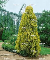 Image result for Platycladus orientalis