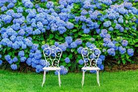 Nama latin tumbuhan dan gambarnya serta nama latin daun. 5 Keistimewaan Bunga Hortensia Warnanya Bisa Diatur Sendiri