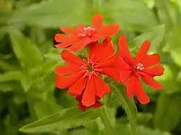Read on to learn more about these interesting plants. Bright Orange Perennial Heartshaped Flowers Google Search Garden Helpers Flowers Perennials Rose Campion