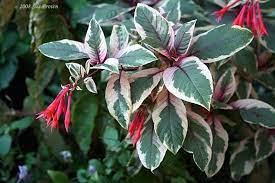 Full Size Picture Of Honeysuckle Fuchsia Firecracker Fuchsia Triphylla Only Honeysuckle Thats Non Toxic To Dogs Plants Honeysuckle Fuchsia
