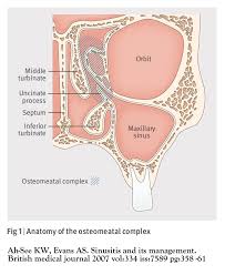 Image result for Maxillary Sinus