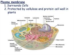 We did not find results for: Cells Online Presentation