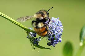 A selection of plants for these flower fairies. Native Bee Forage California Lilac Honey Bee Suite