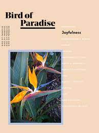 Flower Meanings The Symbolism Behind Your Favorite Blooms Flower Meanings Paradise Plant Paradise Flowers