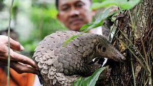International Trade In The Pangolin The World S Most Trafficked Mammal Has Finally Been Banned Animals Cute Animals Pangolin
