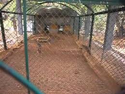 Vandalur Zoo In Chennai Destinationinfinity Org Youtube
