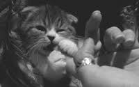 Cat Bite Gifs Get The Best Gif On Gifer The best gifs for cat biting. cat bite gifs get the best gif on gifer