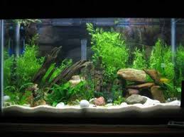 Betta Tank Set Ups Freshwater Aquarium Tank Setup Halfmoon With Images Aquarium Betta Tank Tropical Fish Tanks