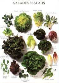 Hard Frosts At Night Paralyse Garden But Hardy Lamb S Lettuce Yields Up Fresh Salad Sandwich Ingr Nahrstoffreiche Rezepte Fruchte Und Gemuse Lebensmittel Essen