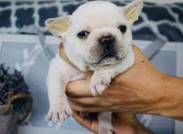 Contact us today and start an exciting journey. French Bulldog Available In Florida Dreamybulldogs Puppies We Do