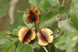 Image result for Combretum apiculatum