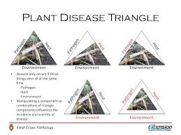 Field Crops Fungicide Information Wisconsin Field Crops