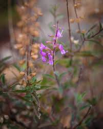 Image result for Syncolostemon canescens