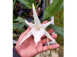 Image result for Angraecum