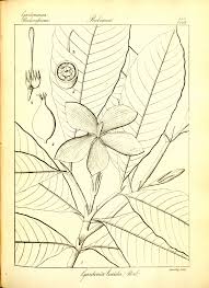 Image result for Gardenia resinifera