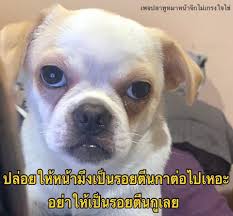 แพรจ าヾ on twitter savage funny funny memes
