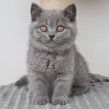 Avrtatiana Adli Kullanicinin Cute Panosundaki Pin Seyahat