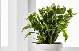 Slightly underwatered conditions are healthiest. How To Adequately Care For The Christmas Cactus Plant The Architecture Designs
