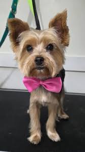 I'm a big dog, I do big dog sh** #dogdaycare #dogsoftiktok #bigdog  #trending #fypage