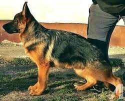 Ready for the ultimate collection of baby german shepherds? German Shepherd Puppies Quincy Fl Pets Lovers
