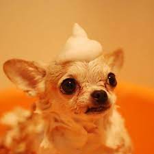 Cuteness Overload Anjing Peliharaan Perawatan Anjing Piaraan