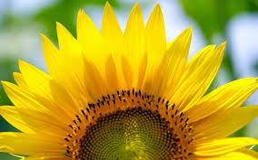 Phone wallpaper sunflower #handyhintergrundbild #flowersbackgroundiphone phone wallpaper. Sunflower Wallpaper Nature And Landscape Wallpaper Better