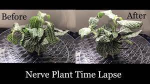 Maybe you would like to learn more about one of these? Nerve Plant Fittonia Albivenis Time Lapse Video White Anne Perking Up After Watering Youtube