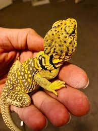 Crotaphytus Collaris Lightning Yellow Collared Lizard Lizard Animals Animals Wild