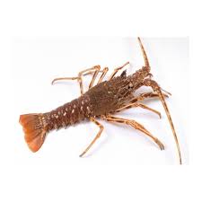 Langouste commune et homard commun. Langoustes Royales Vivantes De Bretagne Achat Vente De Crustaces