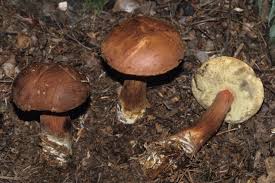 Image result for Boletus badius