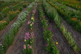 Maybe you would like to learn more about one of these? Gardenview Flowers U Pick Flowers Ticket Gardenview Flowers