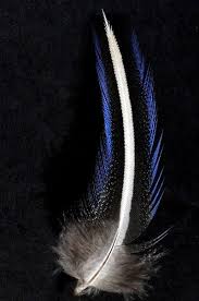 Black And White Striped Bird Feather Pintade Vulturine Bord Bleu 8 10 Cm Trait Blanc Naturel Plumes Fr Art De Plume Plume Dessin Plume