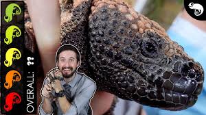Beaded lizard, heloderma horridum, venomous lizard. Gila Monster The Best Pet Lizard Youtube