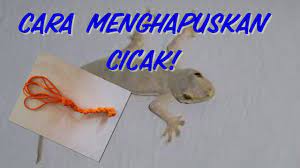 Meski terbukti dan jelas terlihat jorok 15. Tips Cara Menghapuskan Cicak Di Rumah Youtube
